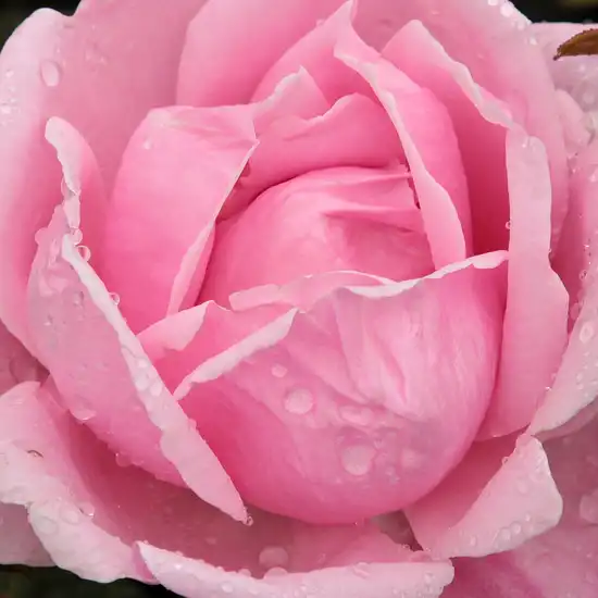 Comanda trandafiri online - Roz - trandafir teahibrid - trandafir cu parfum discret - Rosa Madame Caroline Testout - Joseph Pernet-Ducher - ,-
